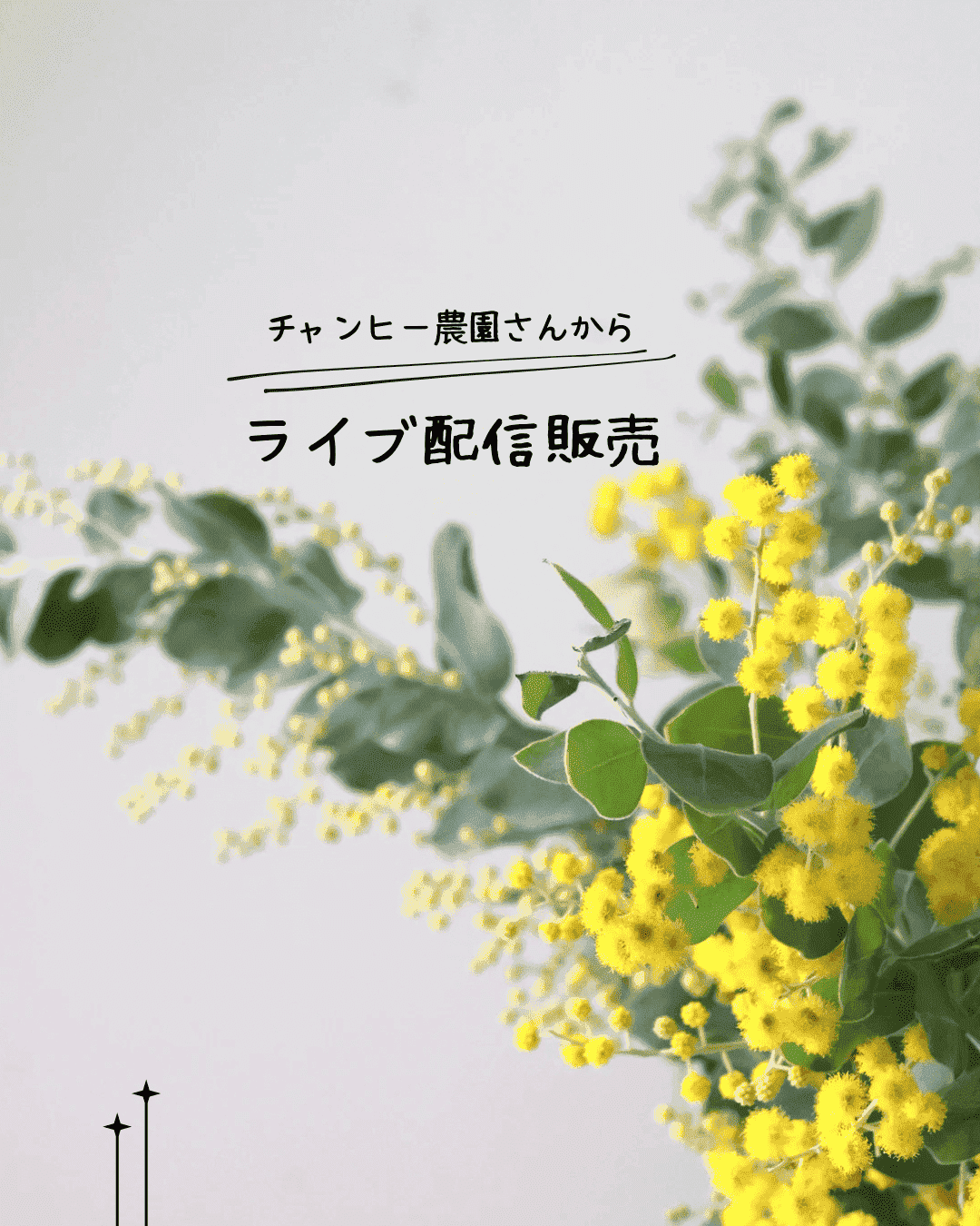 ハーちゃん農園♡さん専用 Live Shopping – 多肉植物の通販・販売サイト tawawa